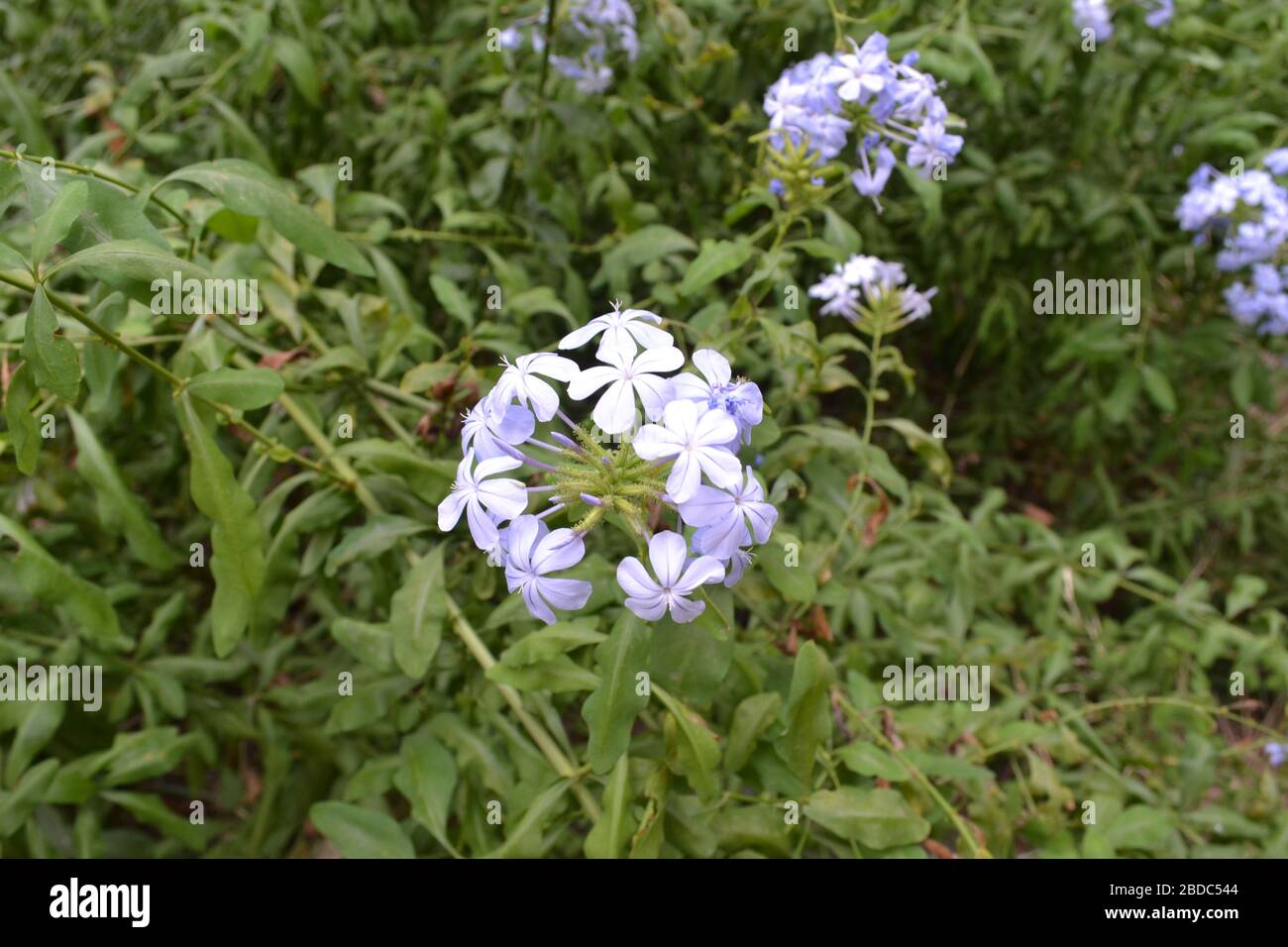 five petals blue flower Stock Photo