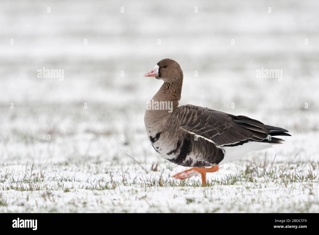 White-fronted Goose / Blaessgans ( Anser albifrons ) in winter, arctic goose, walking over snow covered farmland, wildlife, Europe. Stock Photo