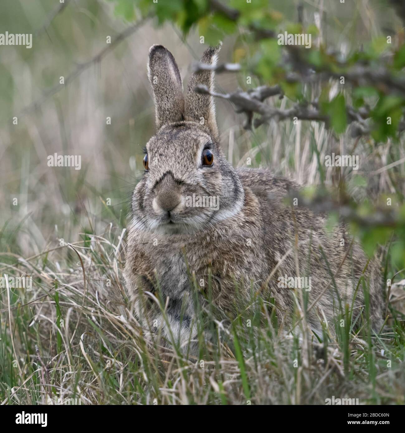 Rabbit / European Rabbit ( Oryctolagus cuniculus ), adult, hiding under bushes, looks cute, wildlife, Europe. Stock Photo