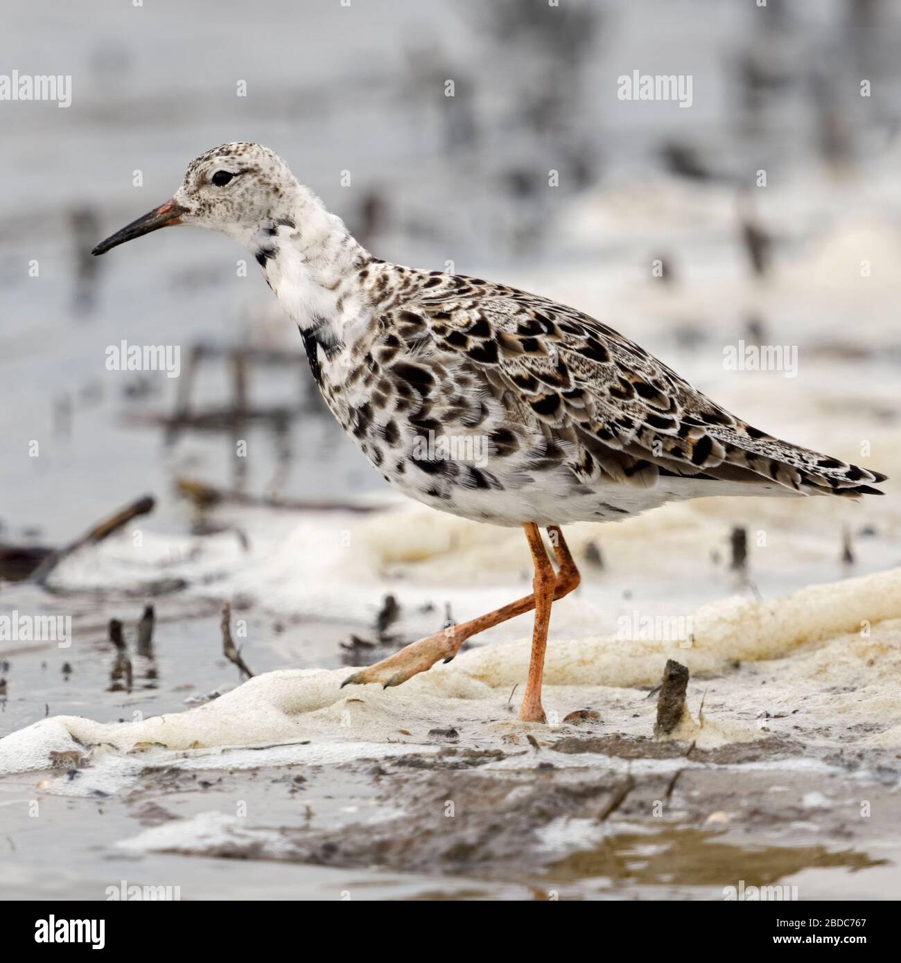 Ruff / Kampflaeufer ( Philomachus pugnax ), migrant, searching for food in shallow waters, along the wash margin, wildlife, Europe. Stock Photo