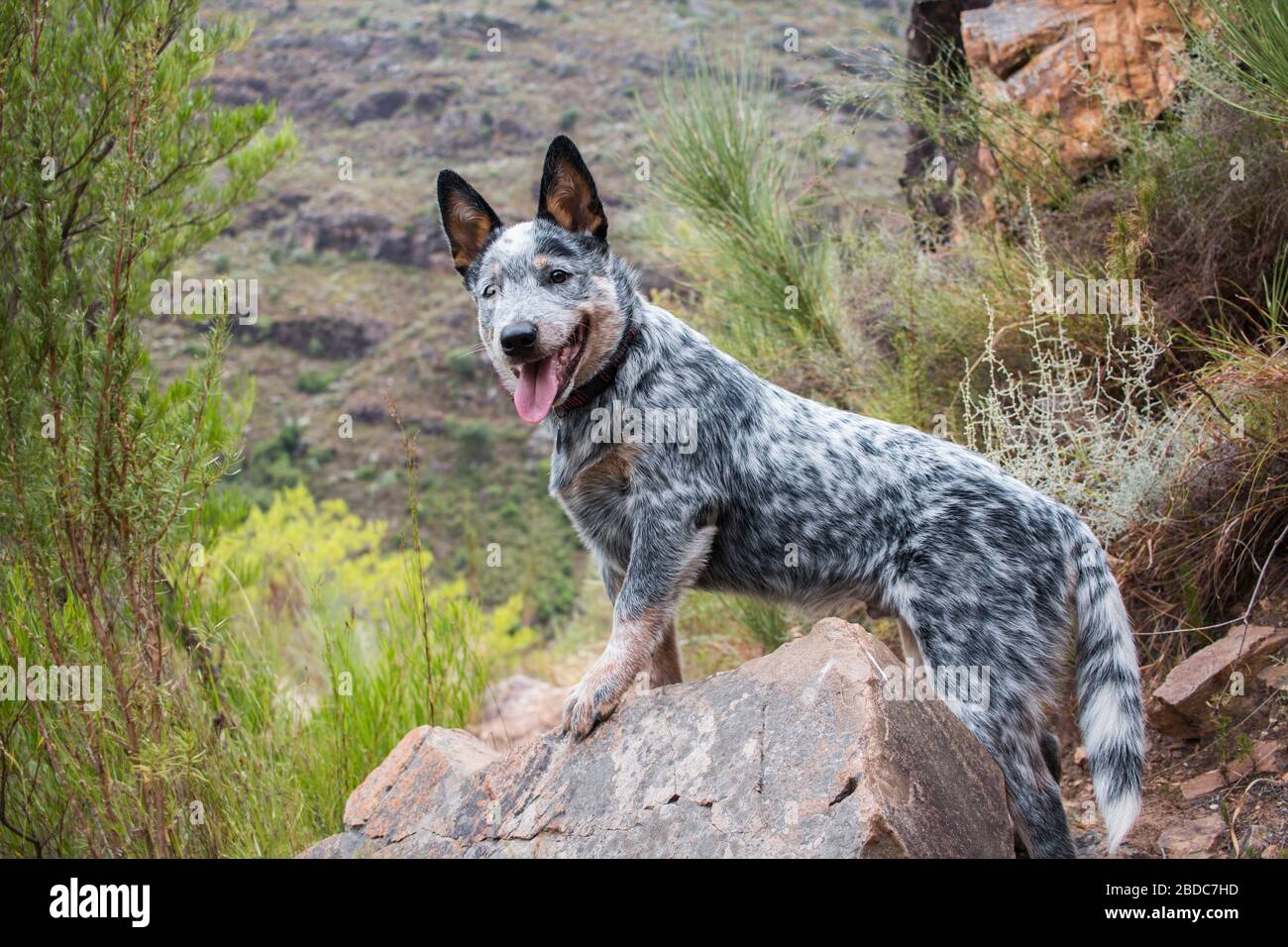 Blue Heeler Puppy High Resolution Stock Photography And Images Alamy