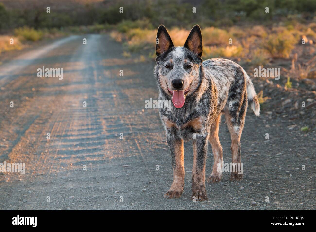 australian red heeler puppy