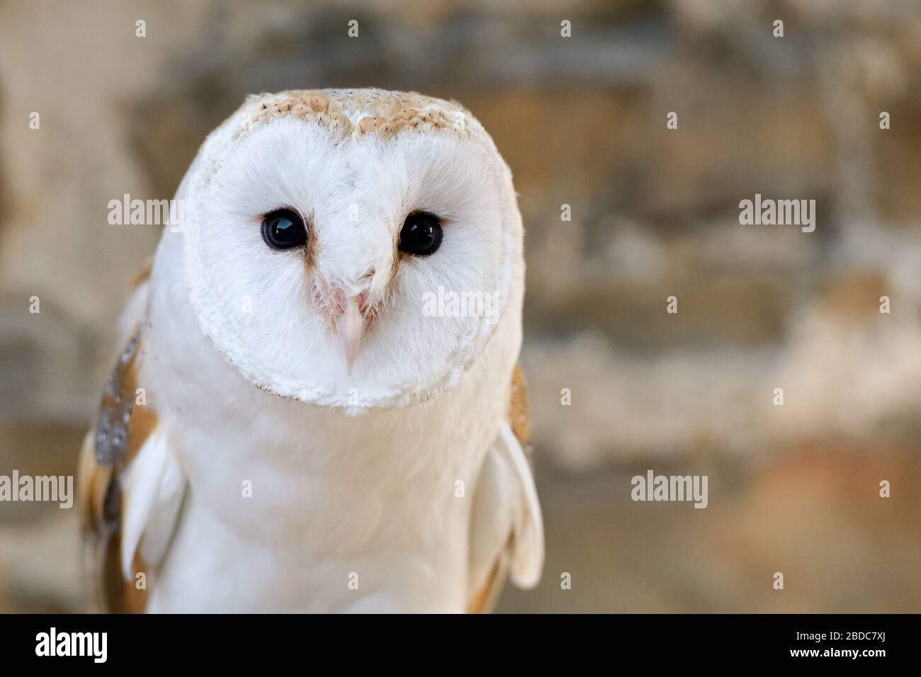 Barn Owl / Schleiereule ( Tyto alba ), Common Barn Owl, white variant, headshot, frontal view, Western Europe. Stock Photo