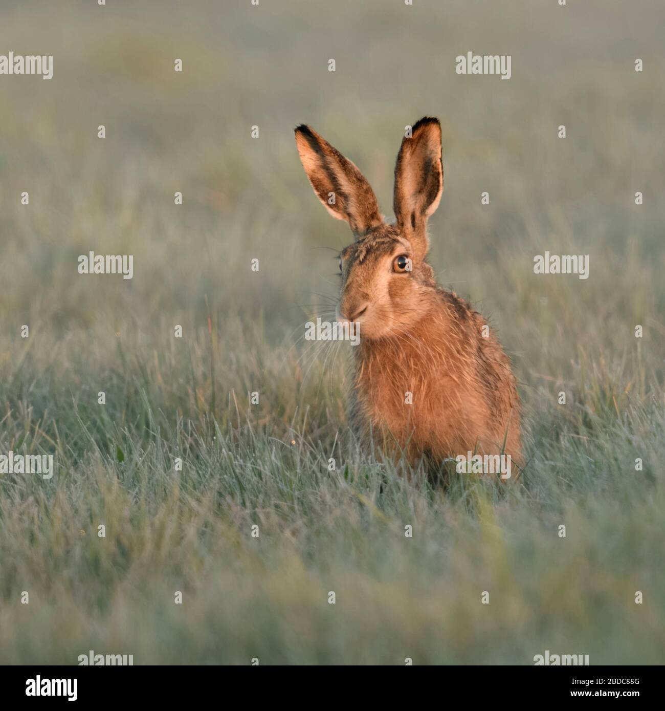 Brown Hare / European Hare / Feldhase ( Lepus europaeus ) sitting in grass, watching curious but carefully, first morning light, wildlife, Europe. Stock Photo