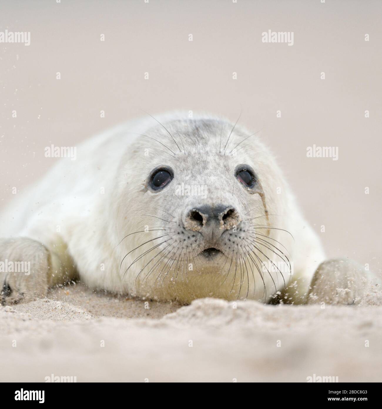 Grey Seal ( Halichoerus grypus ), young pup, fluffy white fur, coat, crawling over the beach, searching for its mum, looks cute, wildlife, Europe. Stock Photo