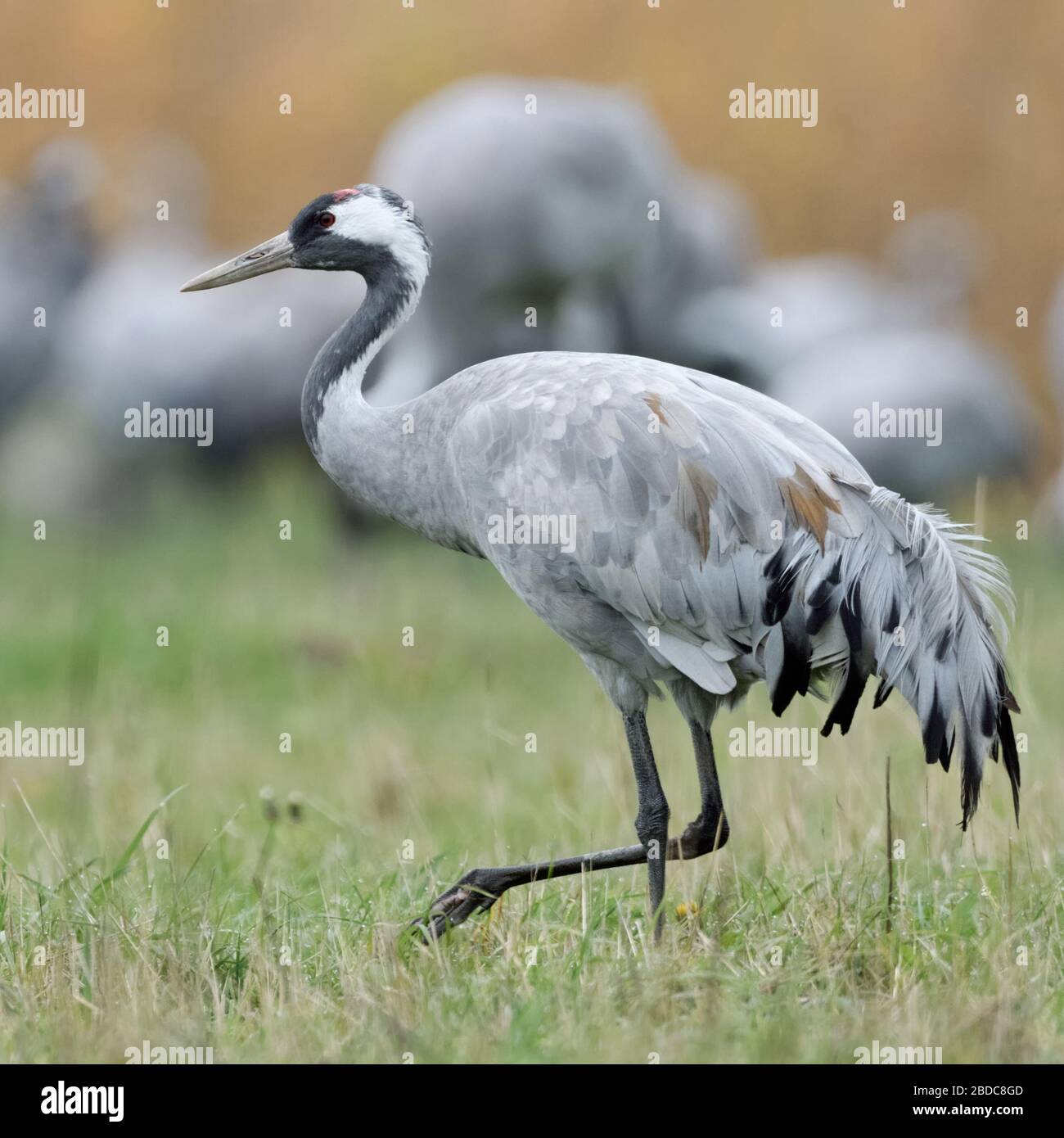 Common Crane ( Grus grus ), single bird in front of a huge flock, walking through grassland, a meadow, searching for food, side view, wildlife, Europe Stock Photo