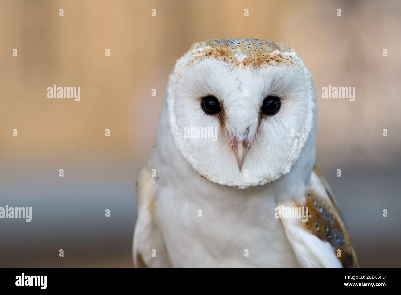 Barn Owl / Schleiereule ( Tyto alba ), Common Barn Owl, the most widely distributed species of owl, white variant, frontal view, Western Europe. Stock Photo