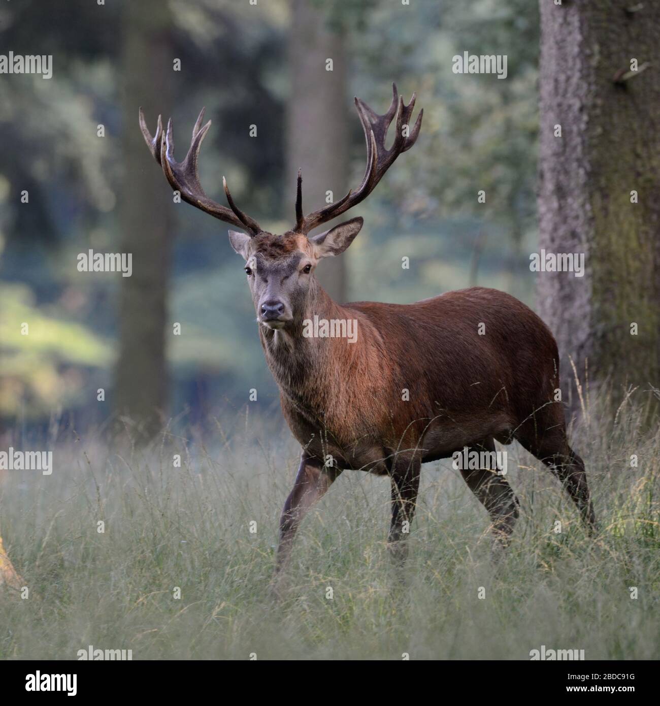 Red Deer ( Cervus elaphus ), young beautiful male, stag, standing in open woods, watching, in nice setting, Europe. Stock Photo