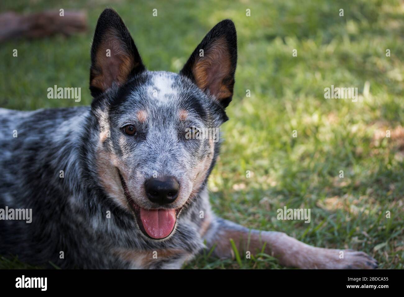 Young Austrailian Cattle Dog (Blue Heeler) closeup portrait of face ...