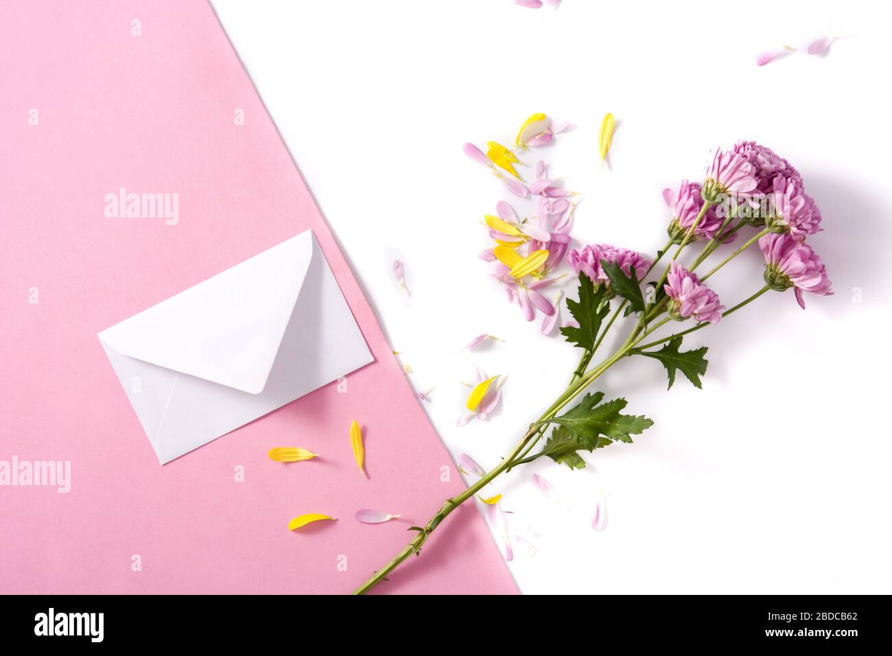 Purple chrysanthemum, petals and paper envelope on pink and white background Stock Photo