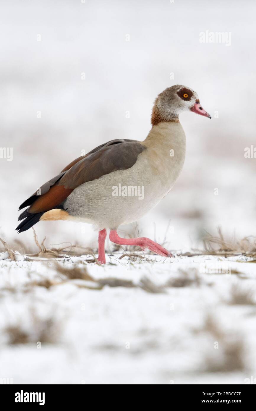 Egyptian Goose / Nilgans (Alopochen aegyptiacus), invasive species in