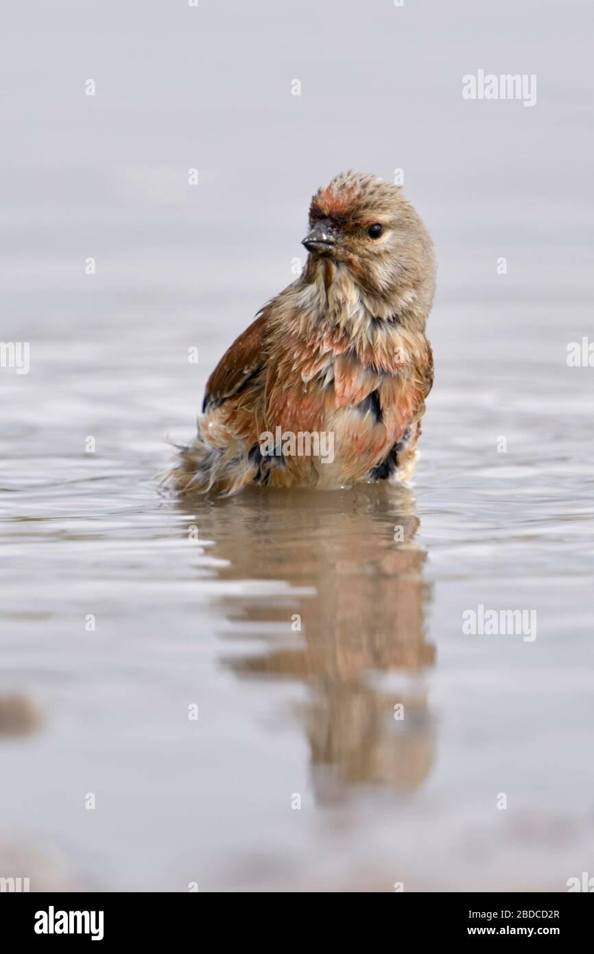 Common Linnet / Bluthänfling ( Carduelis cannabina ), male bird, sitting in a puddle, bathing, watching around carefully, looks funny, wildlife, Europ Stock Photo
