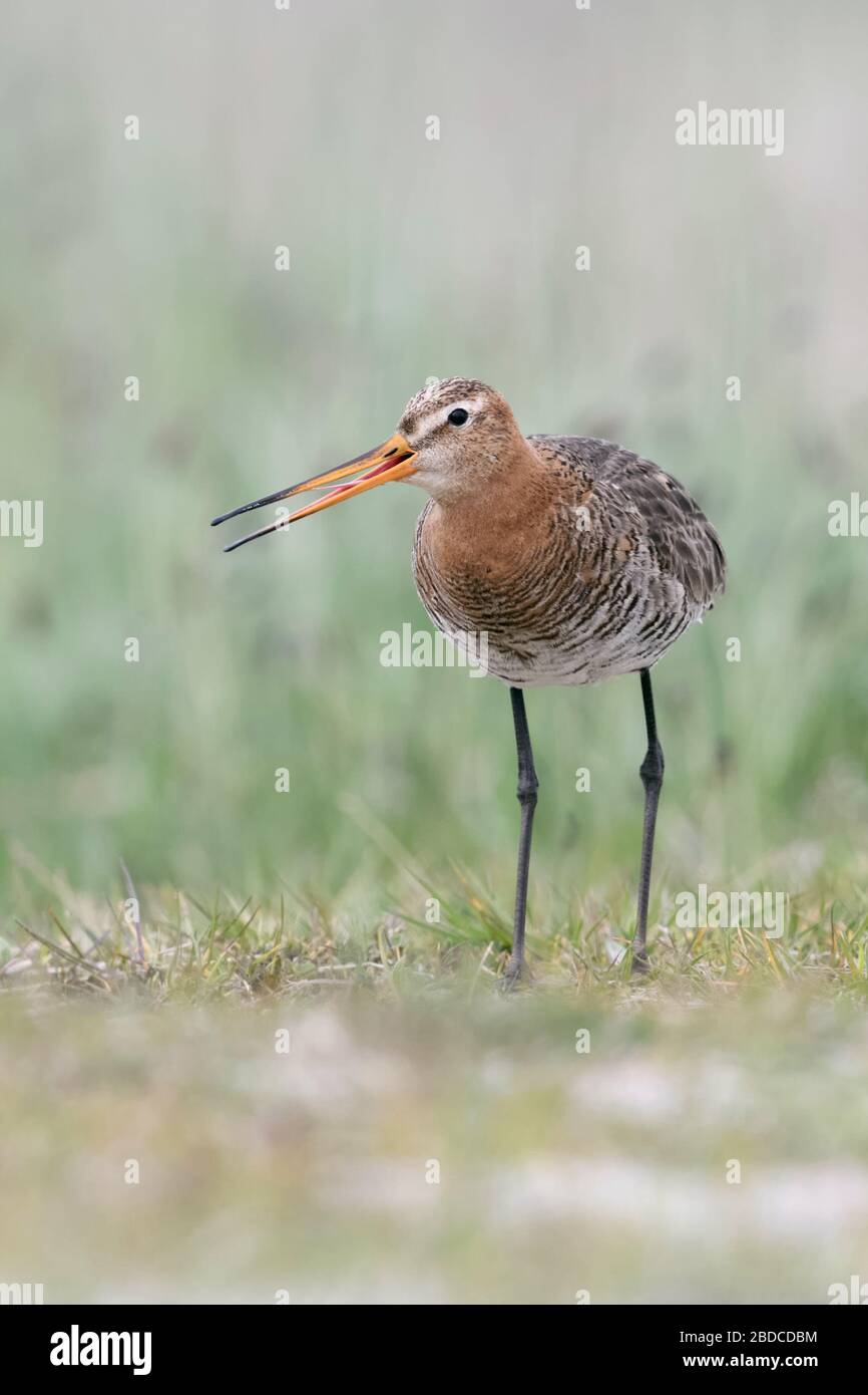 Black-tailed Godwit / Uferschnepfe ( Limosa limosa) in breeding dress, long legged wader bird, perched on the ground, calling loudly, typical behavior Stock Photo