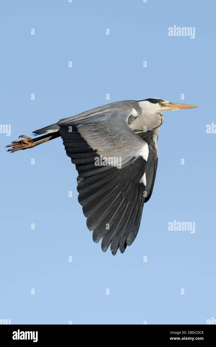 Grey Heron / Graureiher ( Ardea cinerea ) in flight, flying, blue sky, typical flight posture, wildlife, Europe. Stock Photo