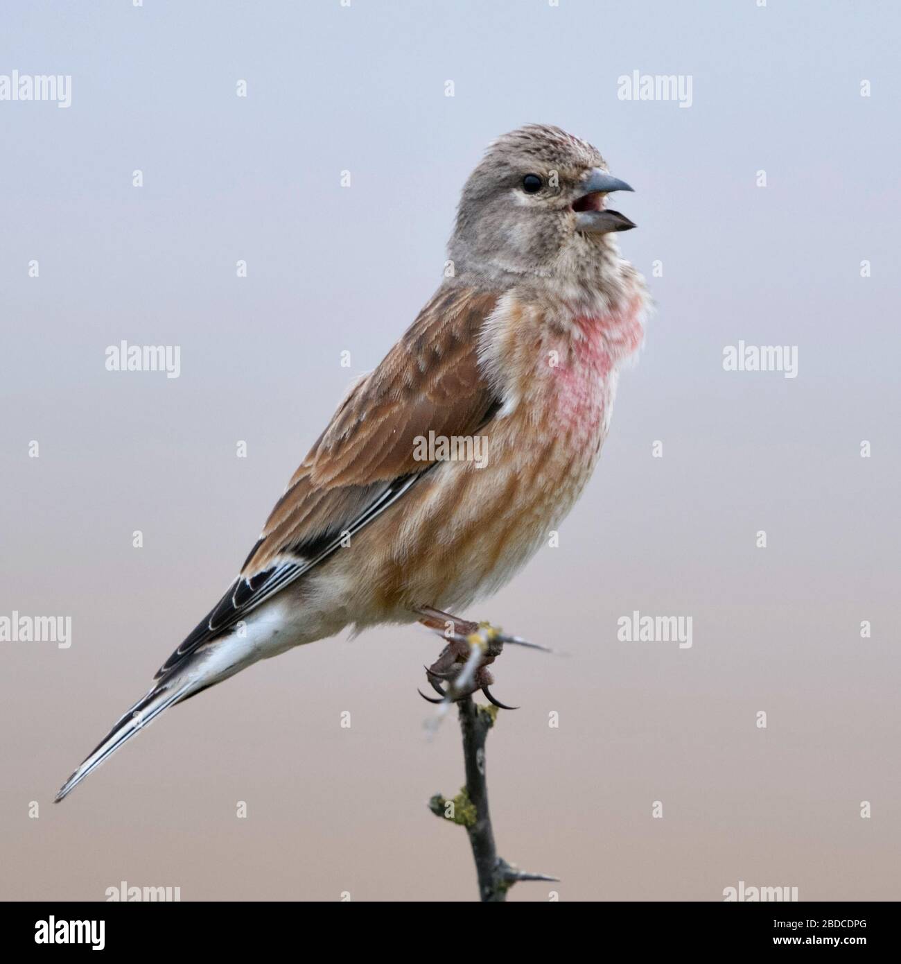 Common Linnet / Bluthänfling ( Carduelis cannabina ), male bird in breeding dress, perched on top of a dry thorny bush, singing, wildlife, Europe. Stock Photo