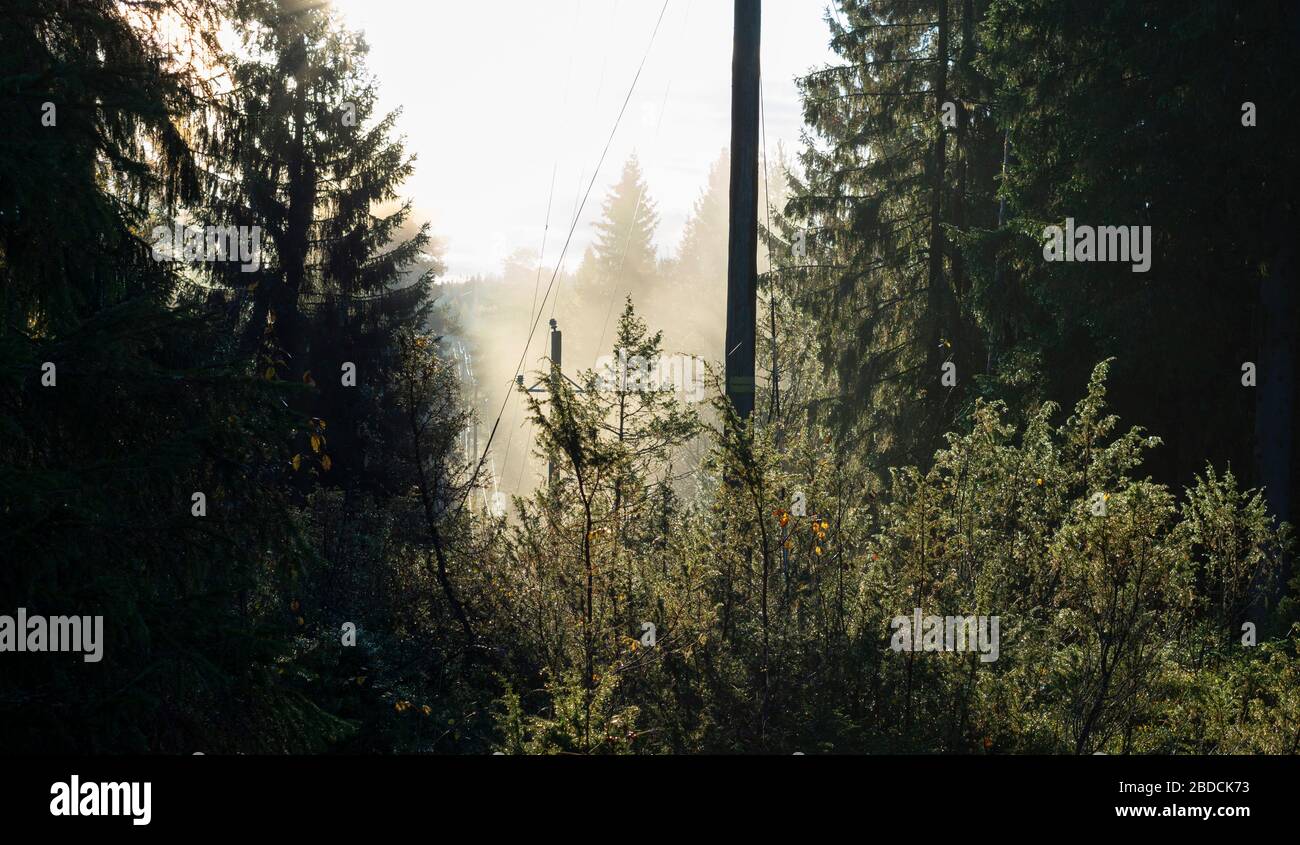 Power line in the forest , Finland Stock Photo - Alamy