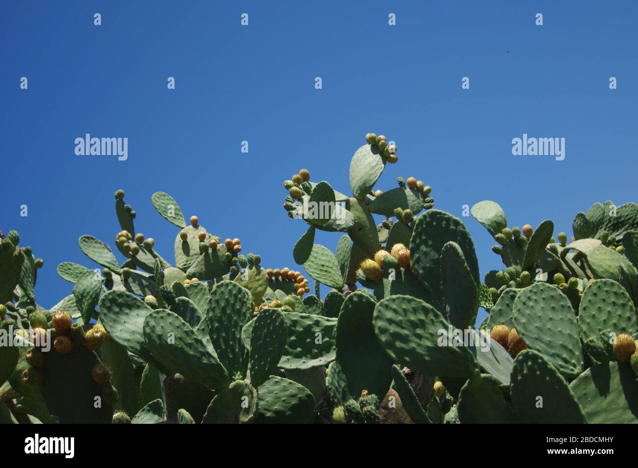 Cactus texture background. Cactus in the desert Stock Photo