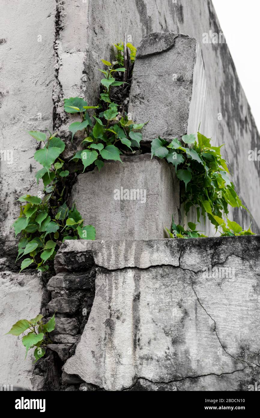 Plant growing through cracks in old stone concrete house wall structure