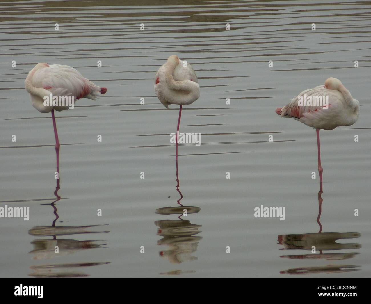 Three sleeping white flamingo (& pink) put their head into plumage to sleep , standing on one leg in lake water of Walvis lagoon bay in Namibia Africa Stock Photo