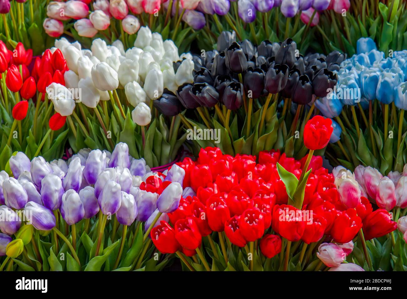 Tulip flowers in Amsterdam market Stock Photo Alamy