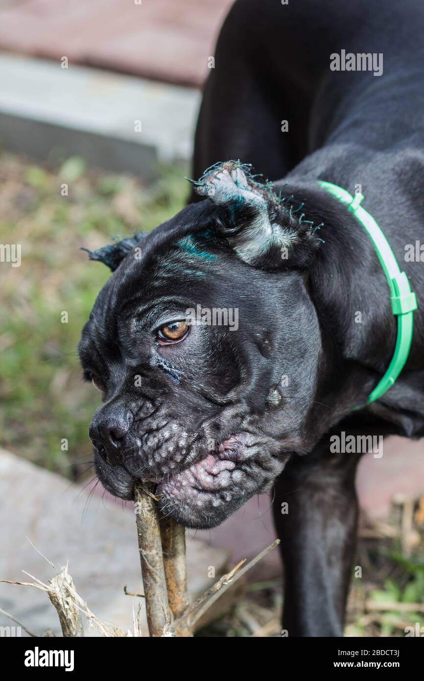 why do they crop cane corso ears