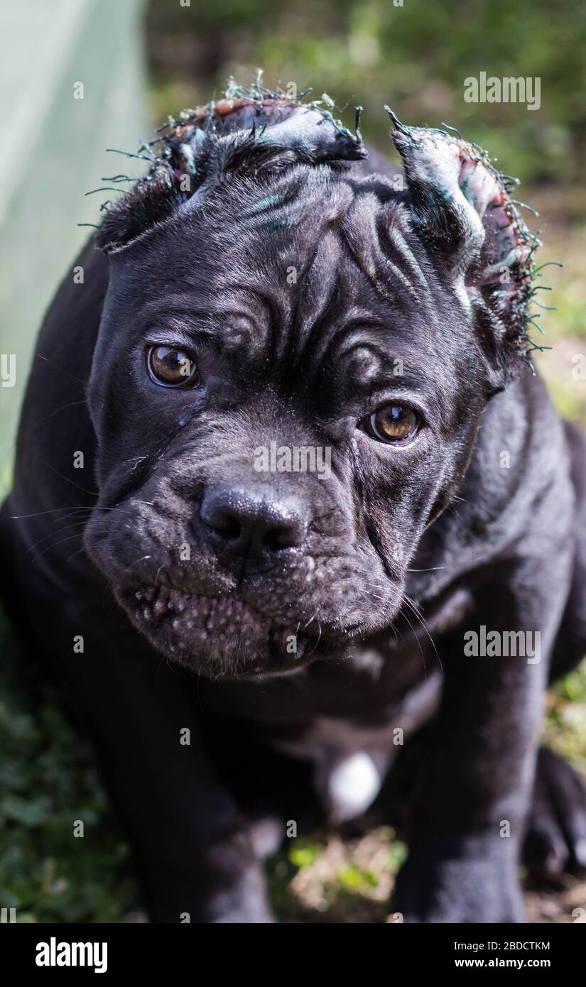 CaneCorso puppy with cropped ears walks on the lawn Stock