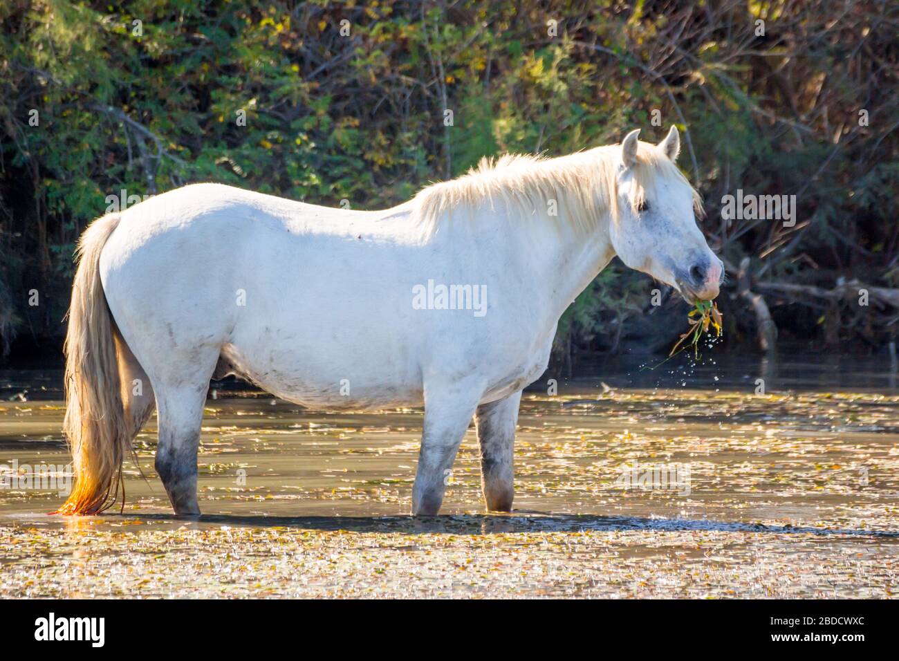 Two white horses in a beautiful summery sunny day in Camargue, France Stock Photo