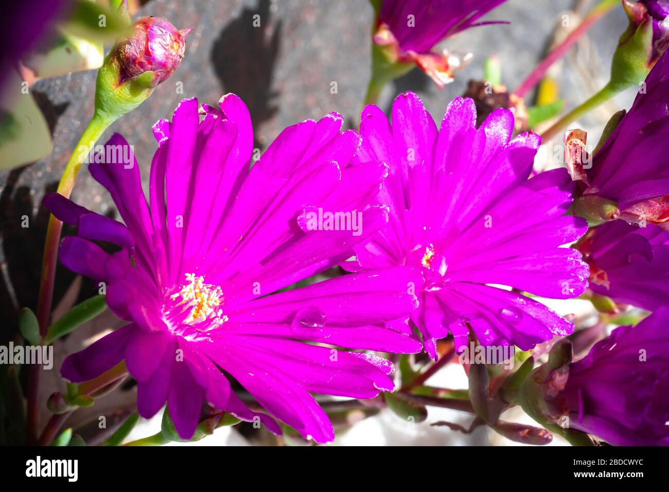 Lampranthus with its pink blossoms open in spring Stock Photo