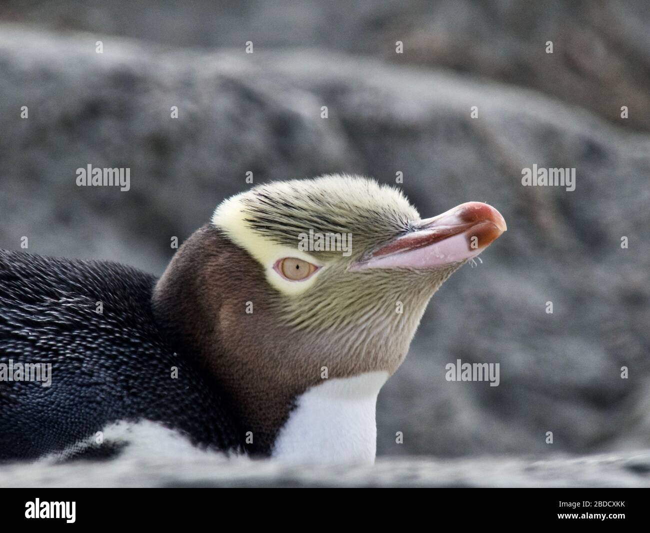 Close up of a Yellow Eyed Penguin / Hoiho / Tarakaka (Megadyptes antipodes) at the end of a moult in Kaikoura, New Zealand Stock Photo