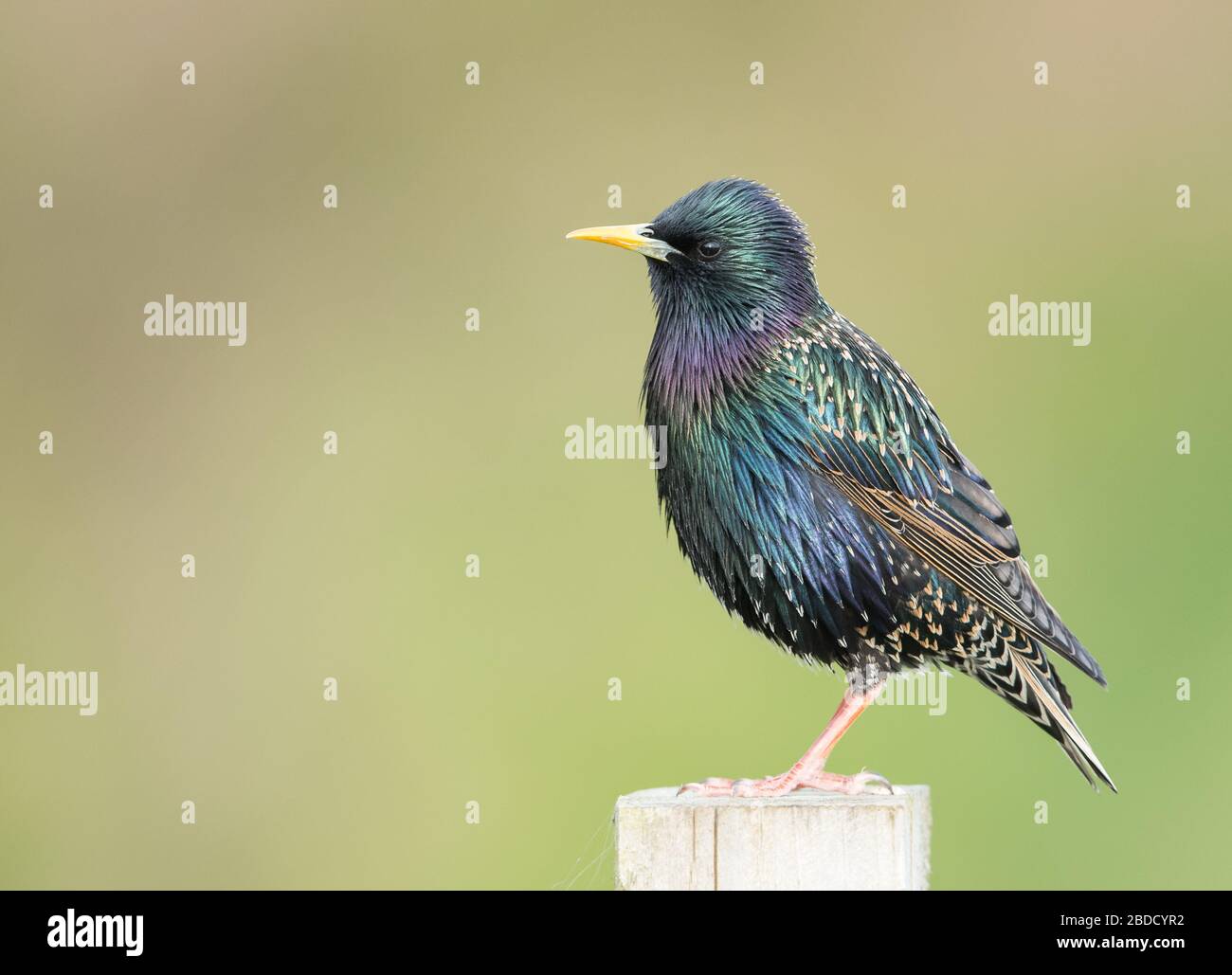 An adult Starling (Sturnidae) in breeding plumage against a clean background. Taken in Blunsdon, Swindon, Wiltshire. Stock Photo