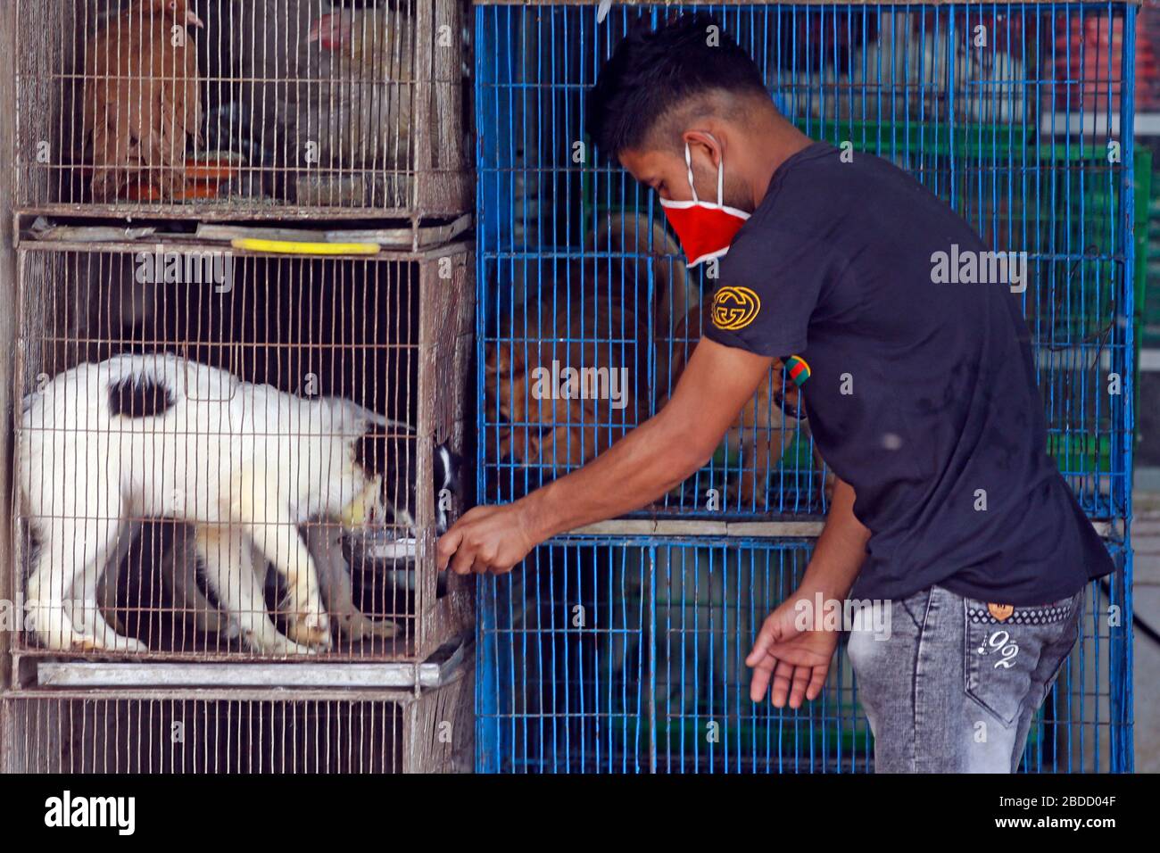 A pet shop owner feeding the animals at his shop in the capital’s