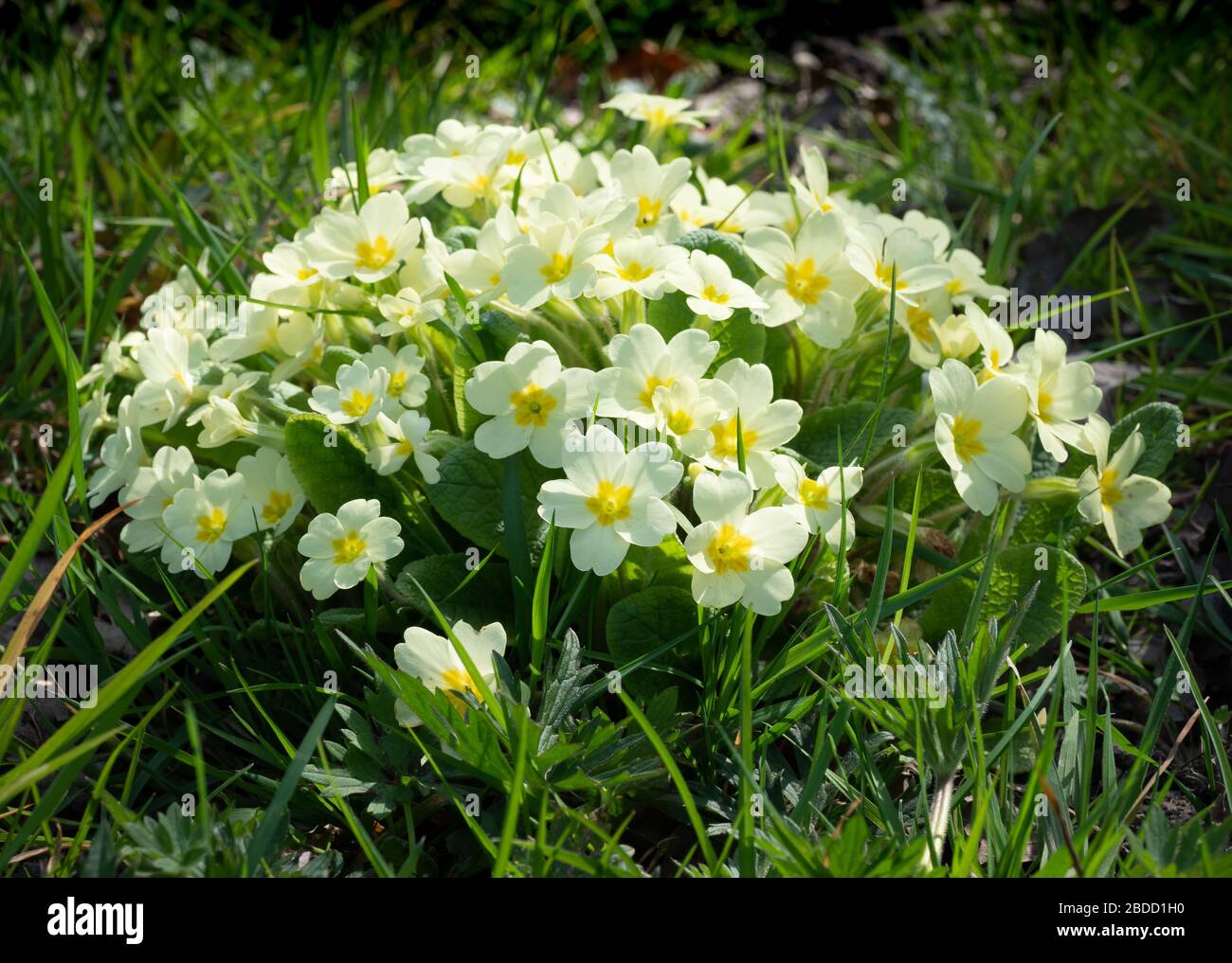 Primula vulgaris Stock Photo