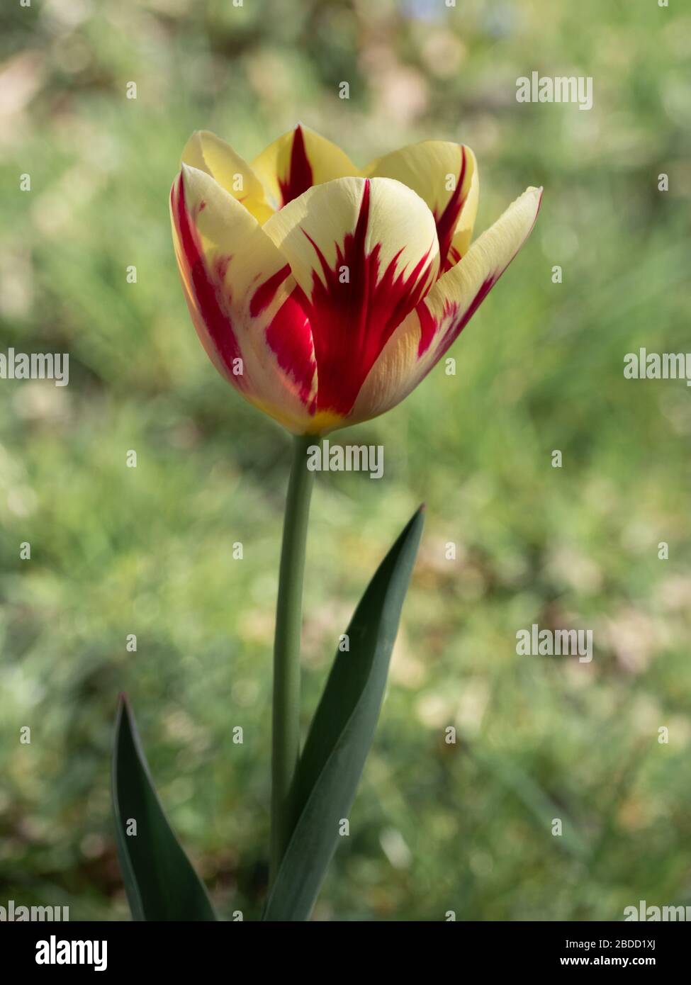 Tulipa liliaceae hi-res stock photography and images - Alamy