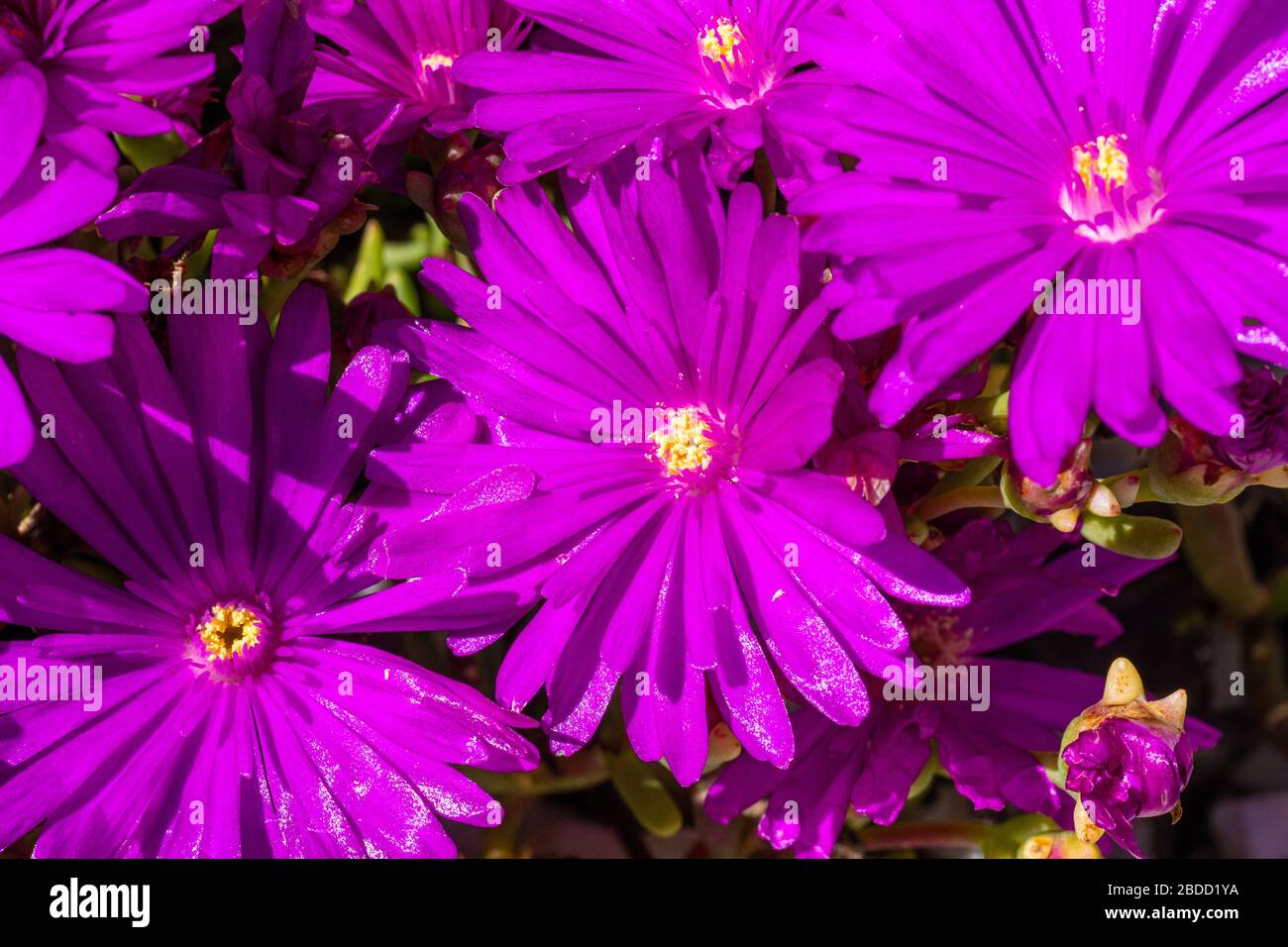 Lampranthus with its pink blossoms open in spring Stock Photo