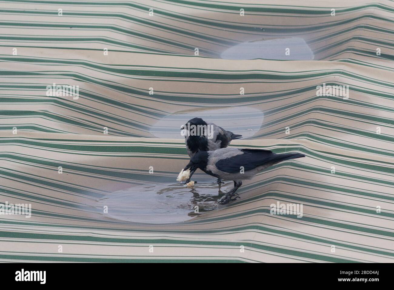 Two crows eat bread in the tent caf?. Birds Stock Photo