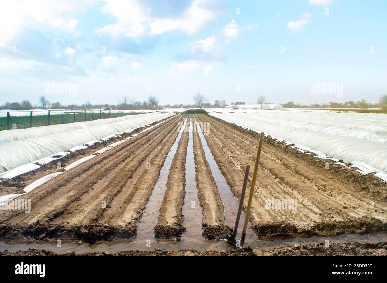 Watering rows of carrot plantations in an open way. Heavy copious irrigation after sowing seeds. New farming planting season. Moisturize soil and stim Stock Photo