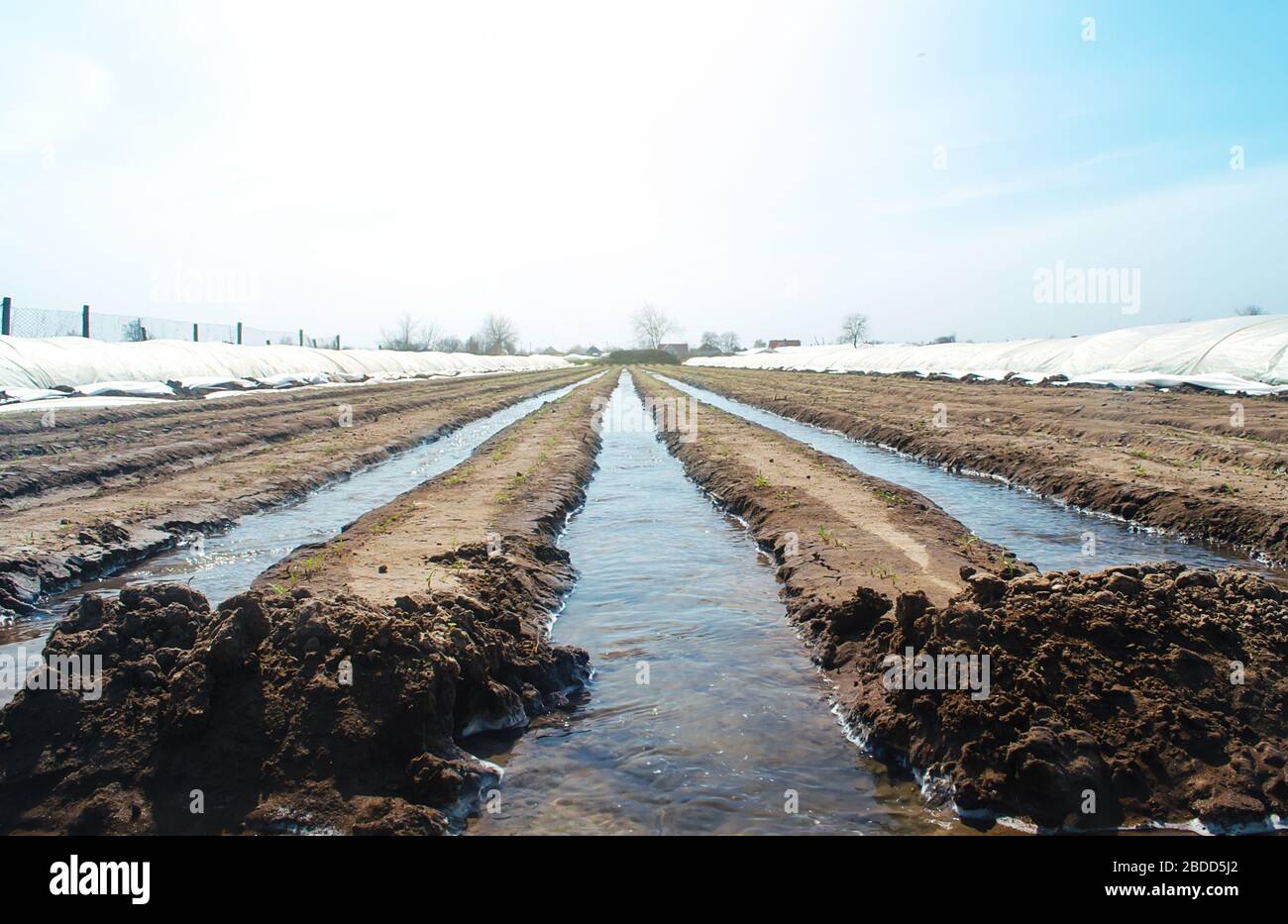 Watering rows of carrot plantations in an open way. Heavy copious irrigation after sowing seeds. Moisturize soil and stimulate growth. Agriculture agr Stock Photo