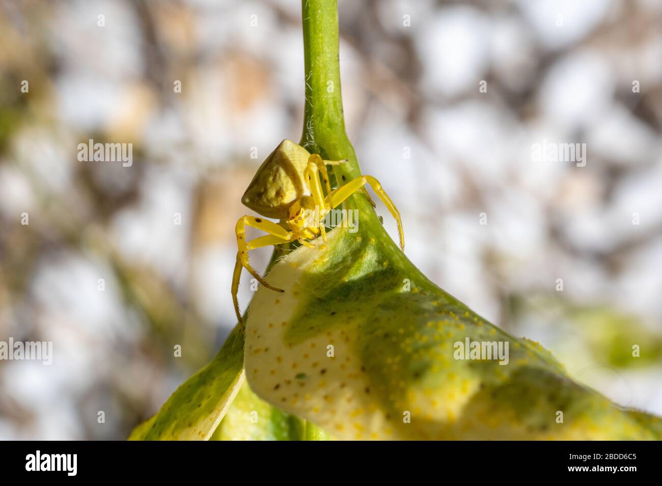 Yellow spider perched on the stem of a plant protecting its young, macro view Stock Photo