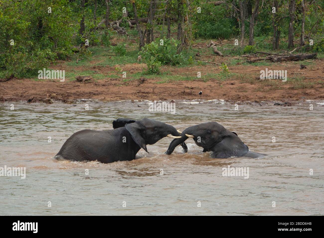 Two elephants playing around with water on a river Stock Photo - Alamy