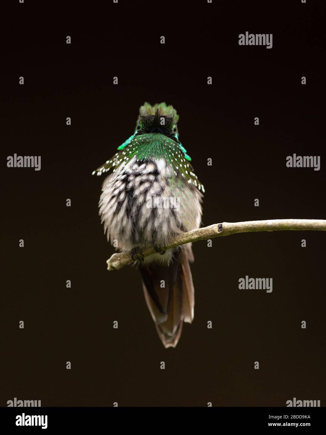 A male Festive Coquette (Lophornis chalybeus) from the Atlantic Rainforest of Brazil Stock Photo