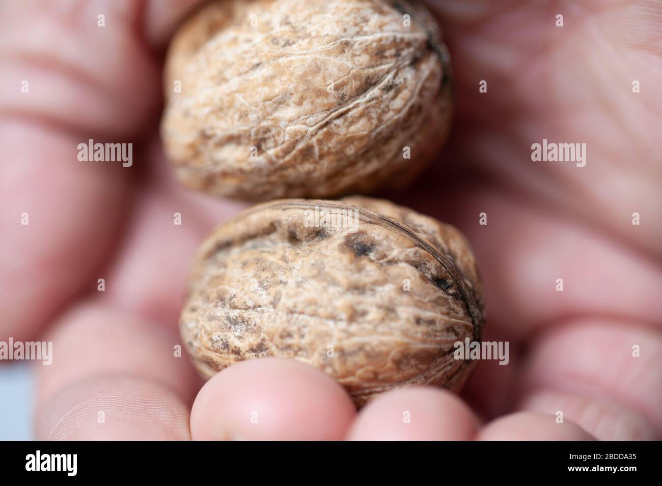 Two ripe walnuts squeezed in a human hand. Walnuts breaking. Stock Photo