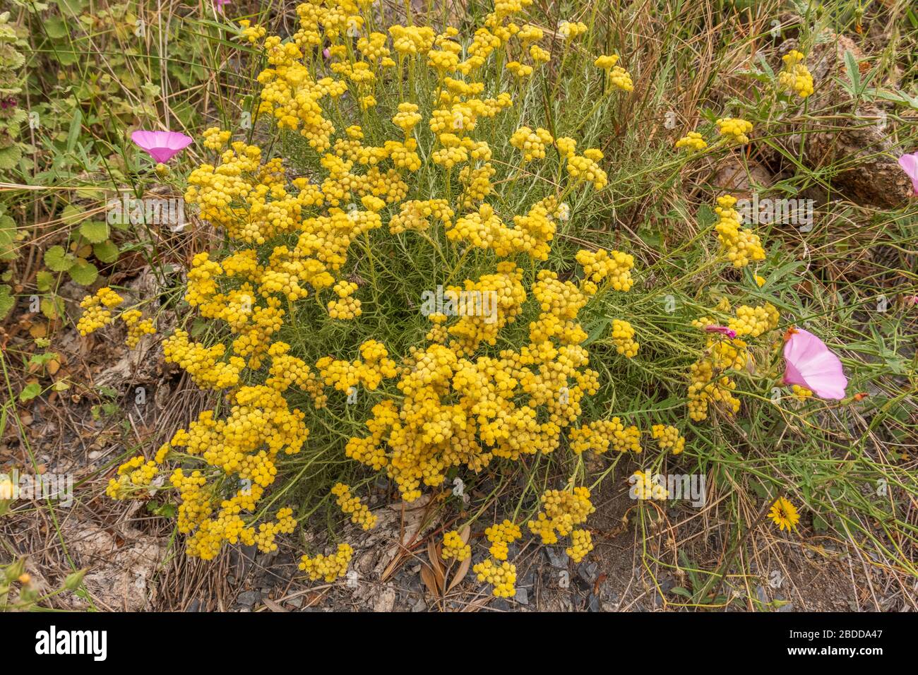 Helichrysum stoechas, Shrubby everlasting Flower Stock Photo