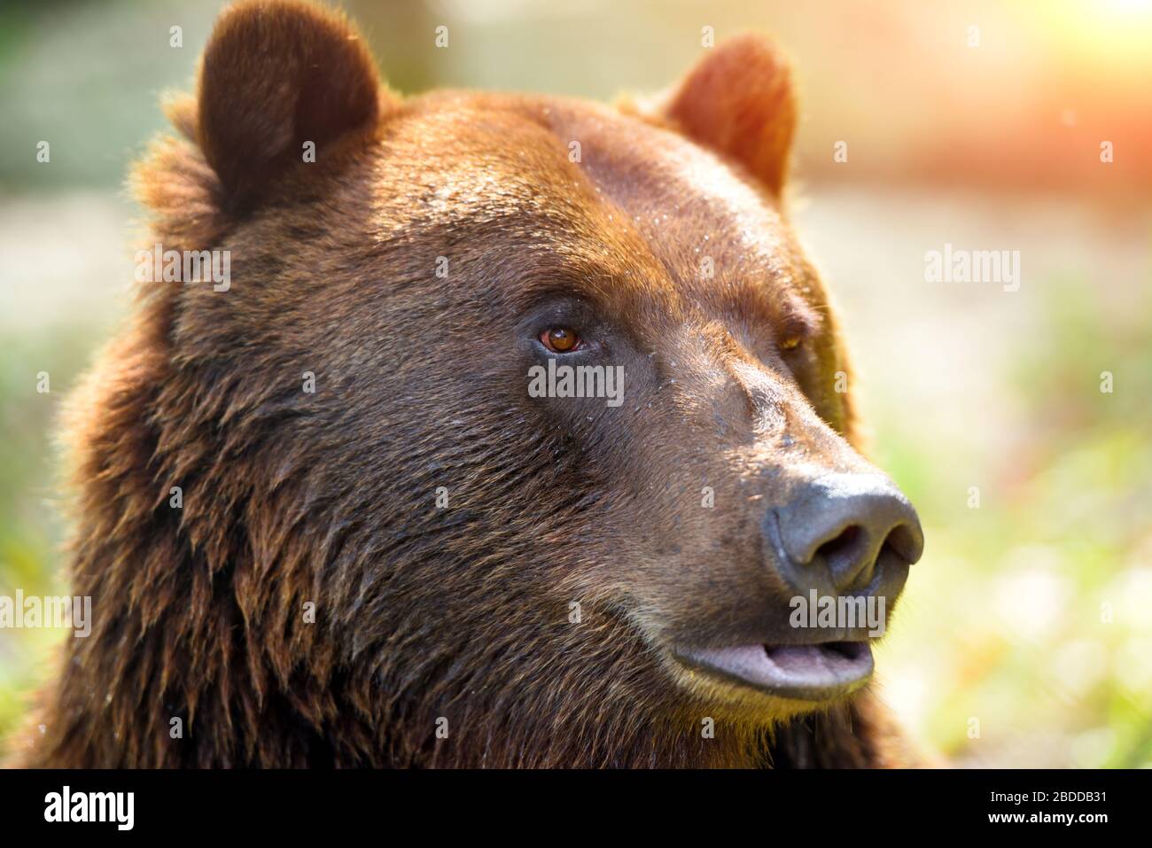 Grizzly Bear Head Side View