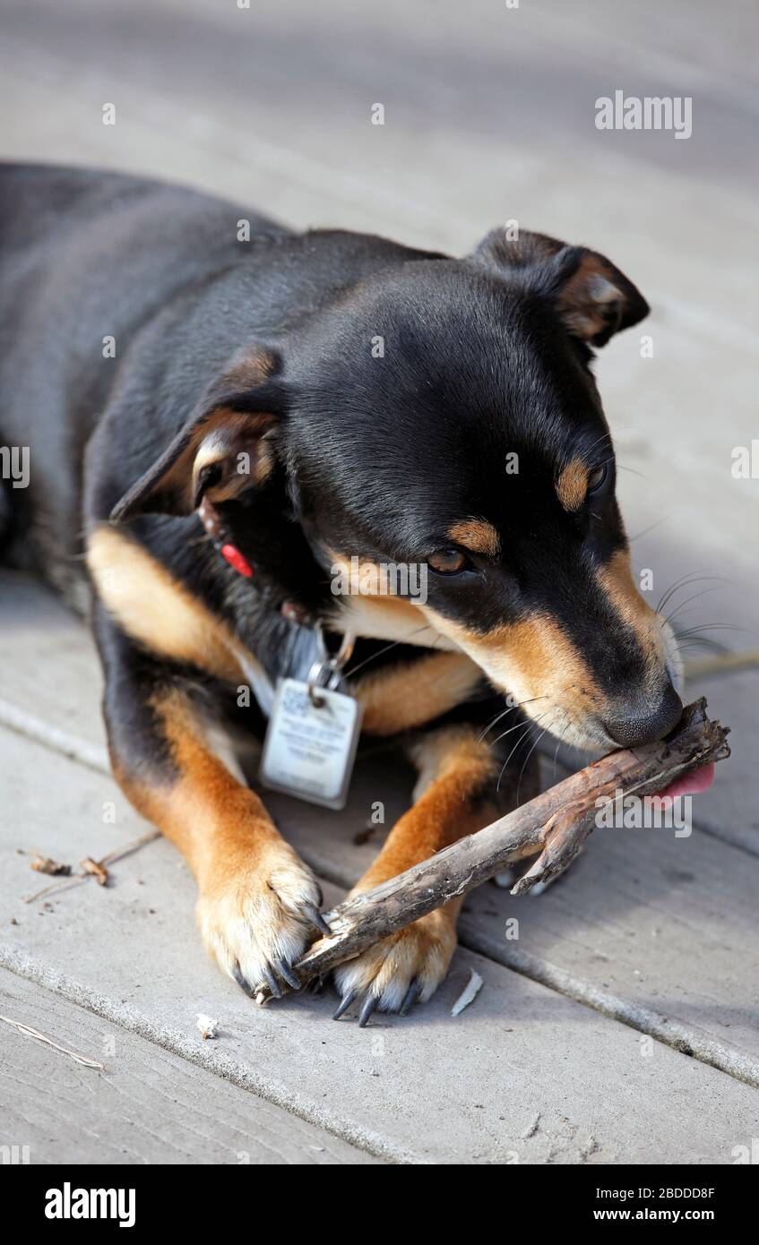 28.04.2018, Dierhagen, Mecklenburg-Western Pomerania, Germany - Germany - Dog nibbling on a small branch. 00S180428D402CAROEX.JPG [MODEL RELEASE: NOT Stock Photo