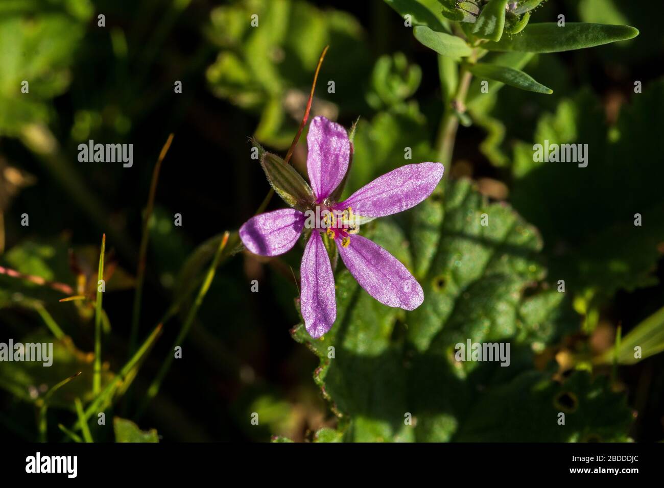 Erodium sp. Purple Colored Wild Flowers in the Spanish Countryside Stock Photo