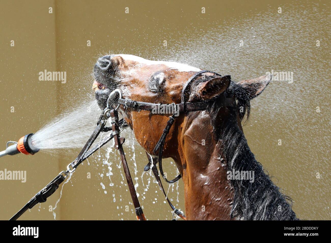 10.05.2018, Magdeburg, Saxony-Anhalt, Germany  - Horse is showered after the race. 00S180510D634CAROEX.JPG [MODEL RELEASE: NOT APPLICABLE, PROPERTY RE Stock Photo