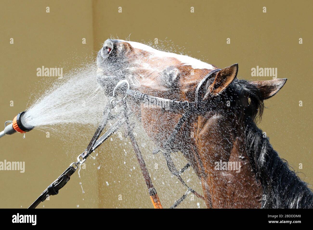 10.05.2018, Magdeburg, Saxony-Anhalt, Germany  - Horse is showered after the race. 00S180510D635CAROEX.JPG [MODEL RELEASE: NOT APPLICABLE, PROPERTY RE Stock Photo