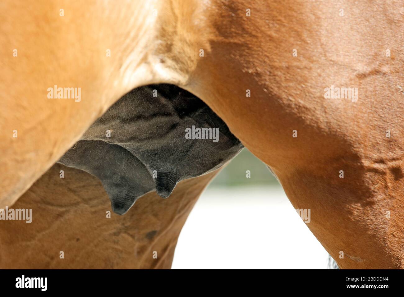 Mare udder hi-res stock photography and images - Alamy