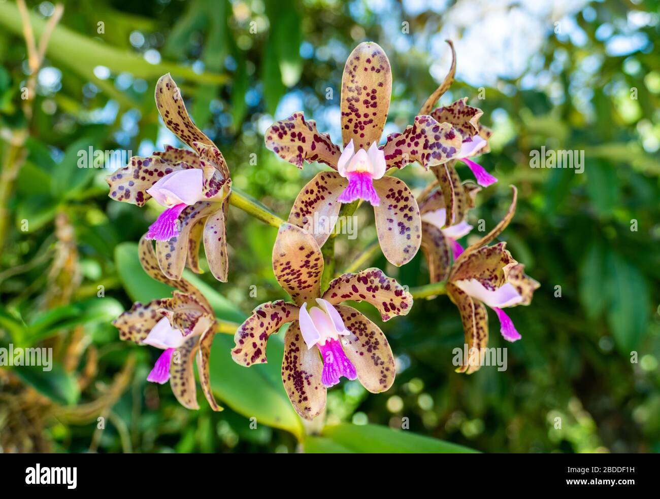 Cattleya Trigina Orchid or Cattleya Leopoldi Orchid . Close up in Anchieta, State of Espirito Santo, Brazil. Stock Photo