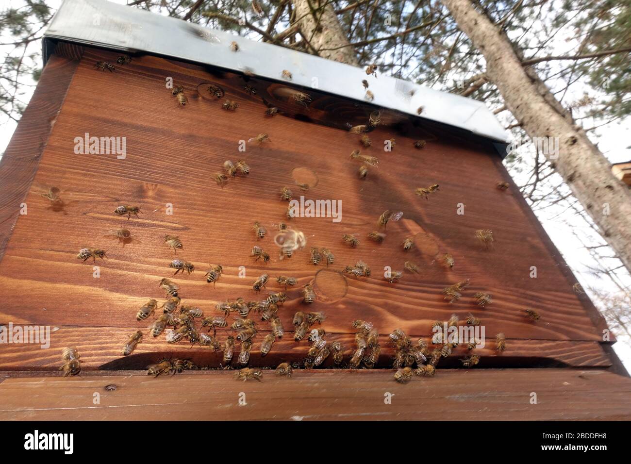 Cleaning bee hive hires stock photography and images Alamy